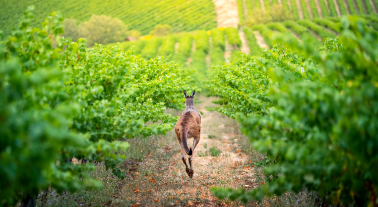 Australien Südaustralien Adelaide Hills One Tree Hill Känguru im Weinberg Foto SATC Ben Goode